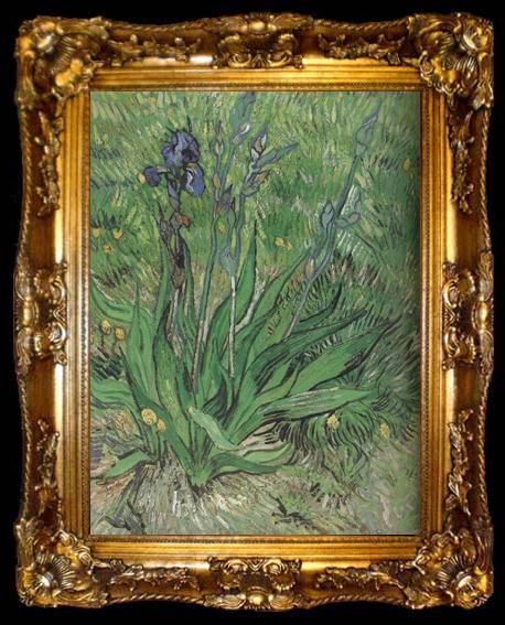 framed  Vincent Van Gogh The Iris (nn04), ta009-2